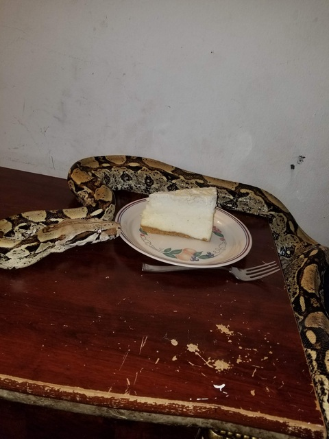 cakesnsnake onlyfans leaked picture 2