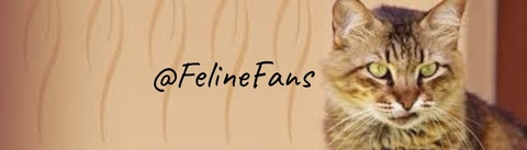 felinefans onlyfans leaked picture 1