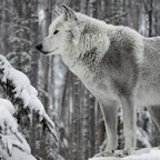 norwegianwhitewolf onlyfans leaked picture 1